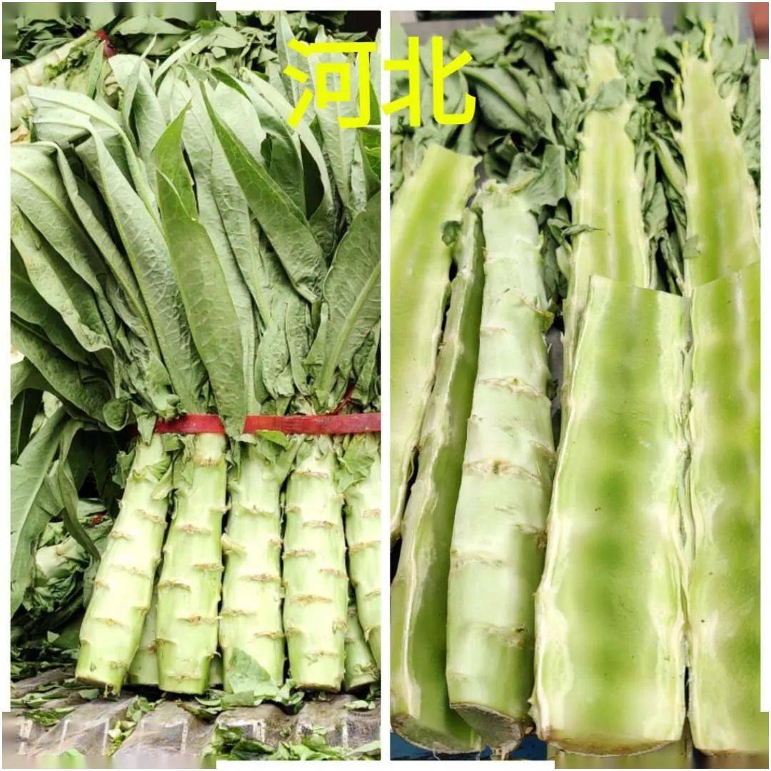 云南叶菜类上周价格略涨后本周又出现回落,一部分兰州来场的早期莴笋