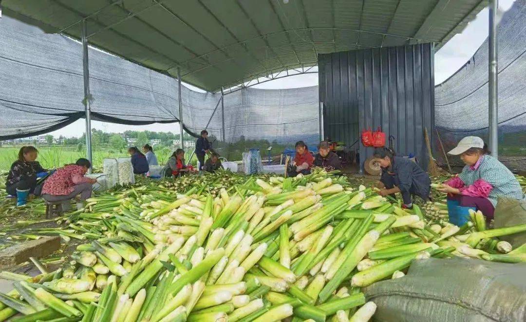 共享利益链接机制里,得到实惠,"在基地,我的工作是负责看管这片茭白地