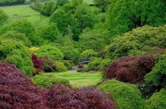 植物种植法则,孤植、丛植、群植、花镜……你了解多少?_树种
