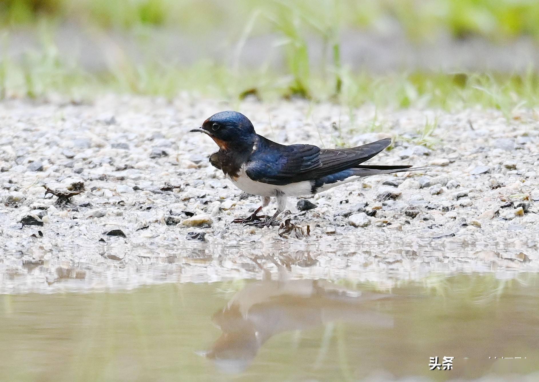 水边遇到衔泥燕