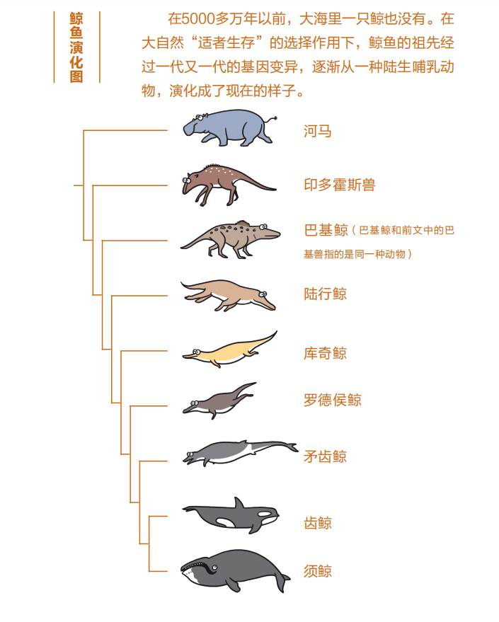 鲸的演变过程图片