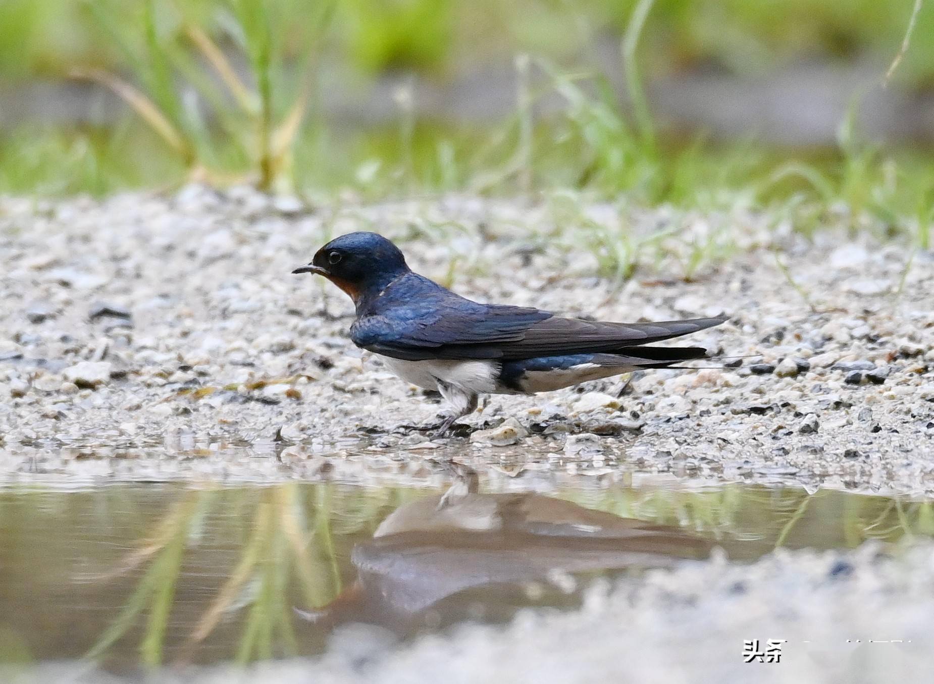 水边遇到衔泥燕