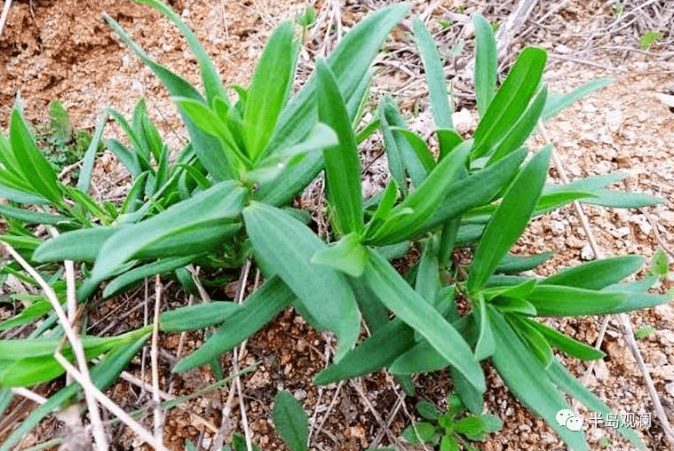 食野之菜