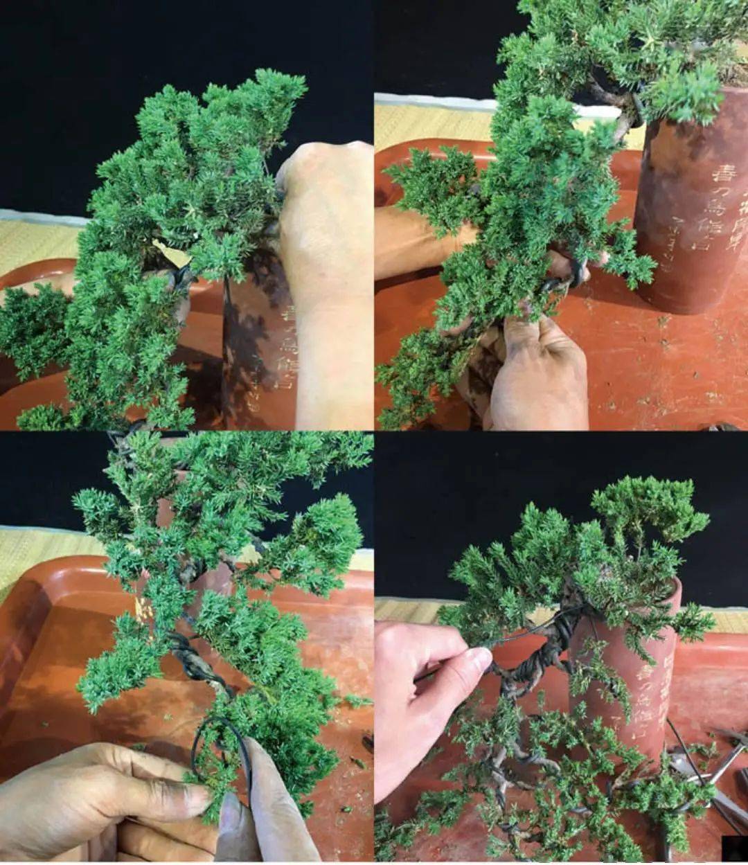 一株地柏苗能干嘛仅需十步四招就能勾勒一道悬崖式盆景