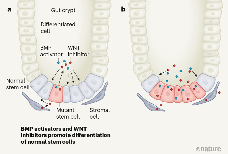 【nature】连发3篇重磅文章:肠道中的癌症干细胞对