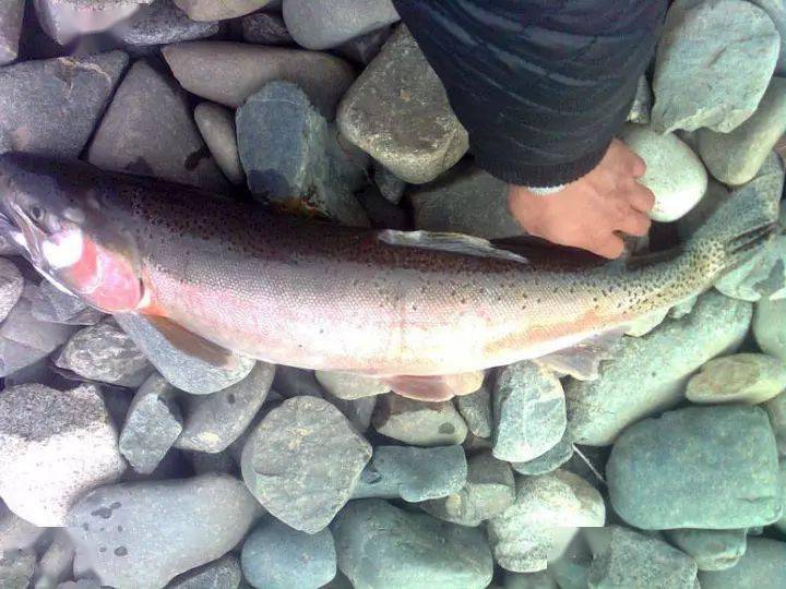 青海黃河段釣虹鱒這魚最為吸引人的地方肉是粉紅色的