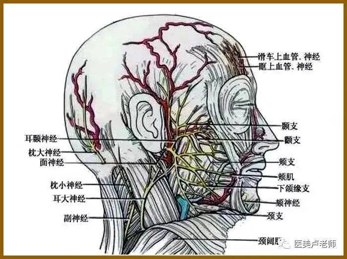 面神经与腮腺的解剖图图片