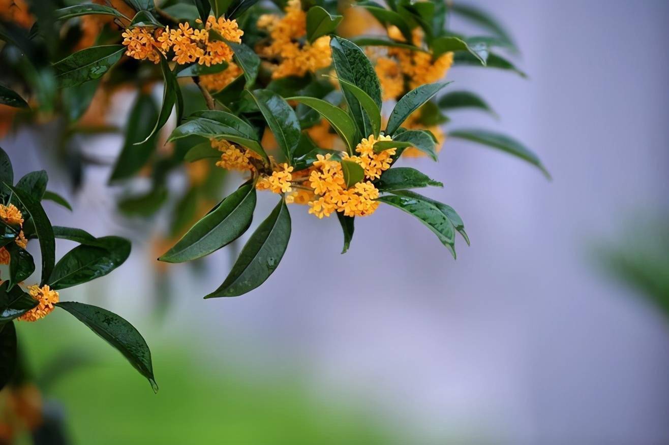《桂花蒸》by大姑娘（桂花蒸by大姑娘txt）