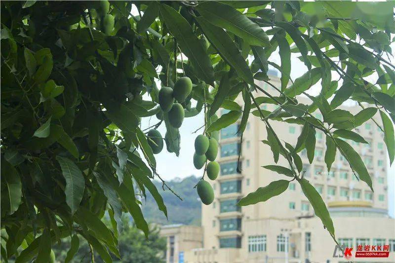 树上小芒果以前视频 e821d7a535af4ab7a946ba1251d4c140.jpeg