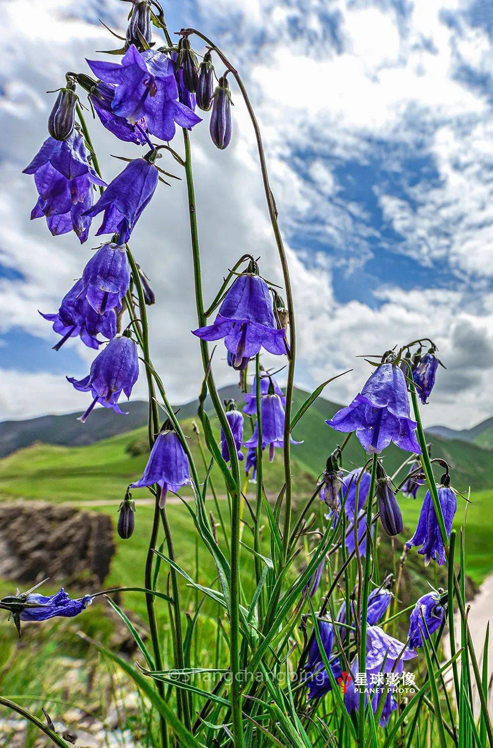 生态玉树这就是曲麻莱