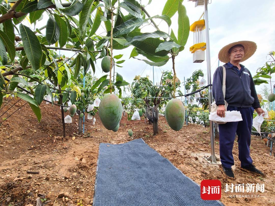 攀枝花市仁和區混撒拉村芒果現代農業園區