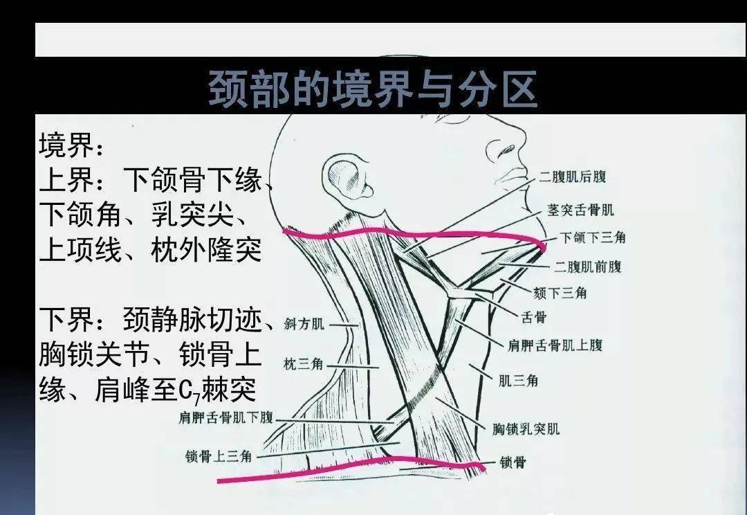 解剖颈和外科颈区别图片