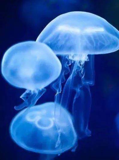 海洋科普1465灯塔水母有永生能力的生物