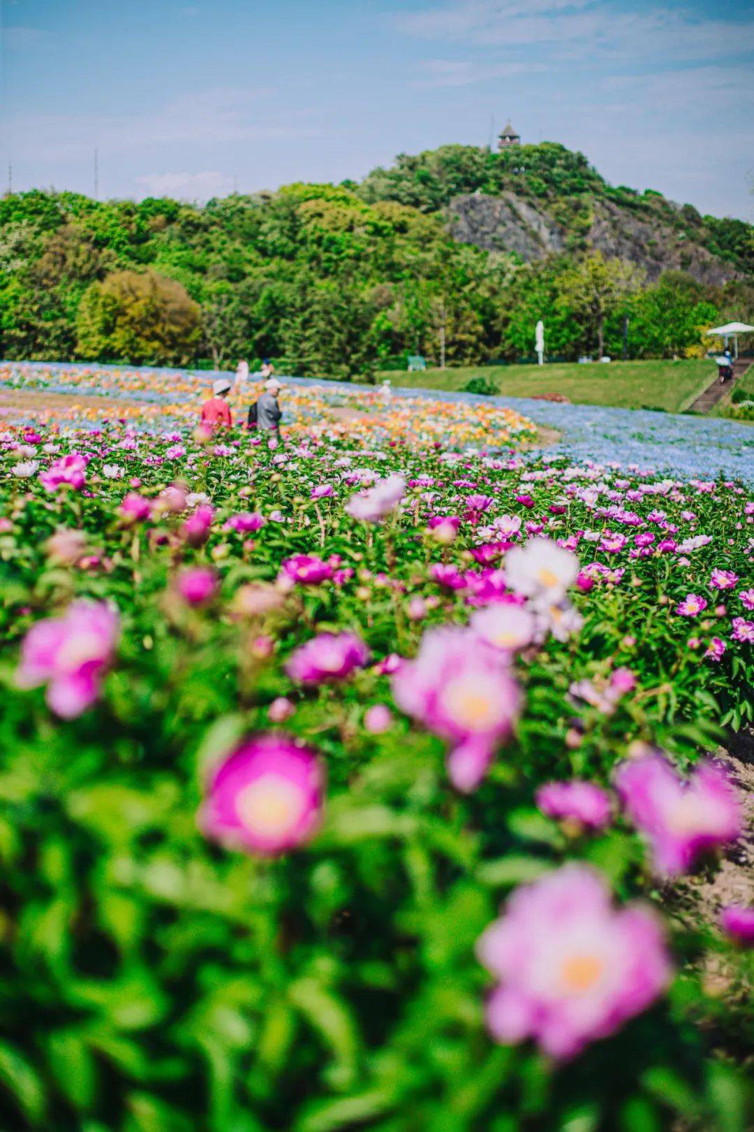 辰山植物园芍药壁纸大赏送你香梦沉酣芍药纷飞的梦幻花境