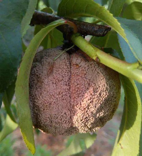 桃细菌性穿孔病,桃黑星( 疮痂 )病,桃褐腐病,桃轮纹病和桃疫腐病等