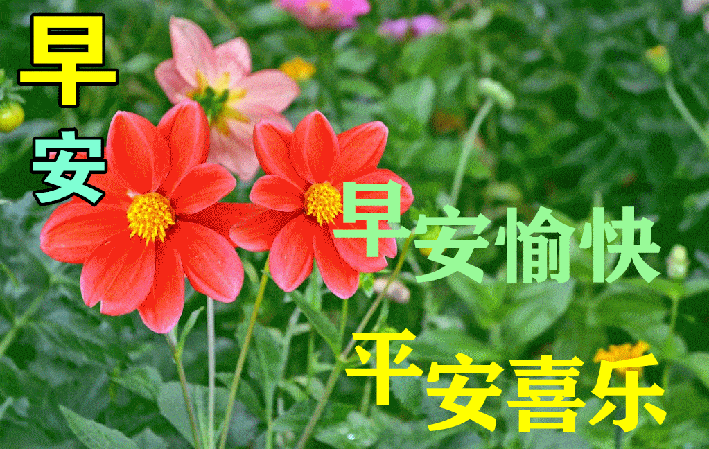 最漂亮早上好动态表情图片大全早晨好动图美图大全