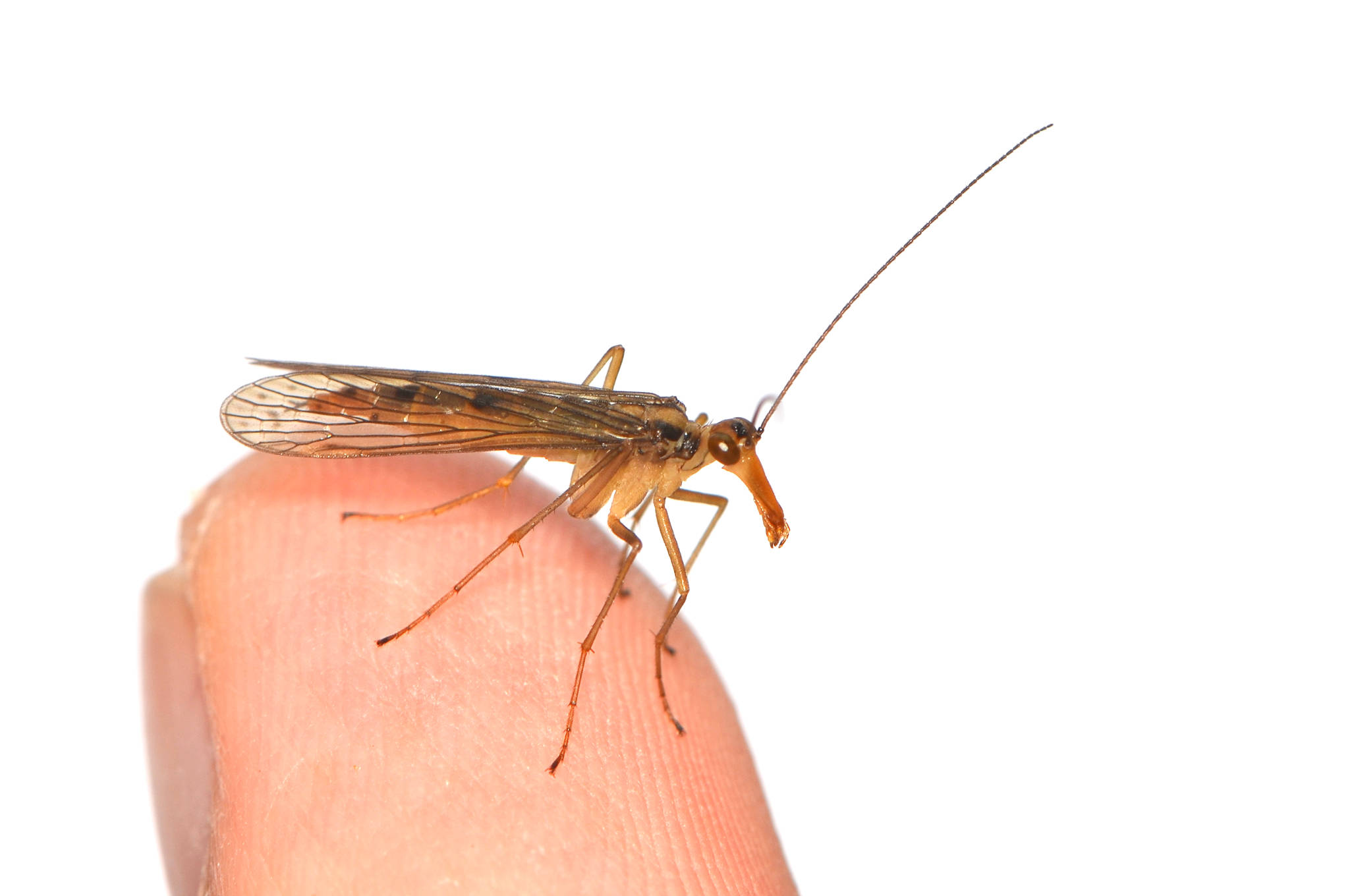 云南大理苍山洱海综合科考发现2个蝎蛉新种