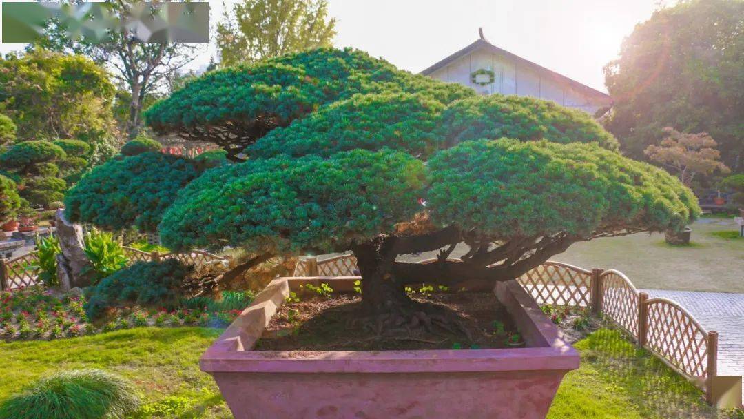 如派盆景如皋铂悦雅居杯第四赛段摄影大赛正式启动共赏立体的画