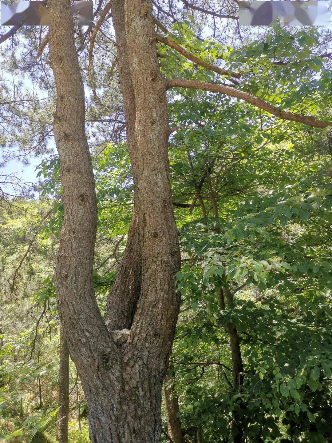 招募ing穿越大别山黑鸟气泵助你长途无忧