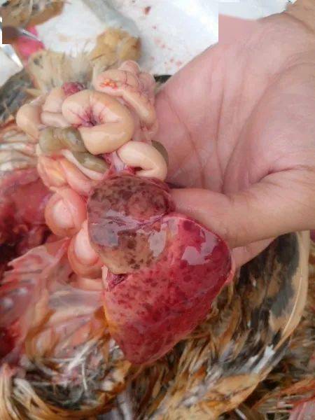 版主分享谈一下腺病毒感染值得一看