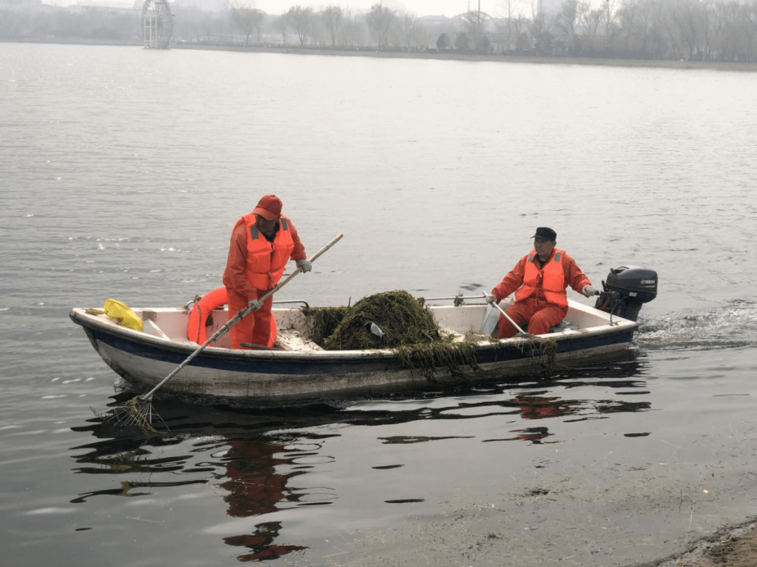 【水务动态】打捞河道水草持续进行中 确保河道"小清新"