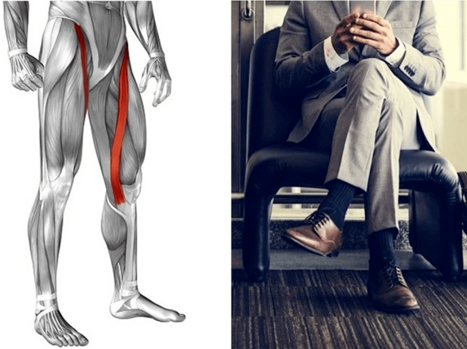 如何增强人体最长的肌肉缝匠肌