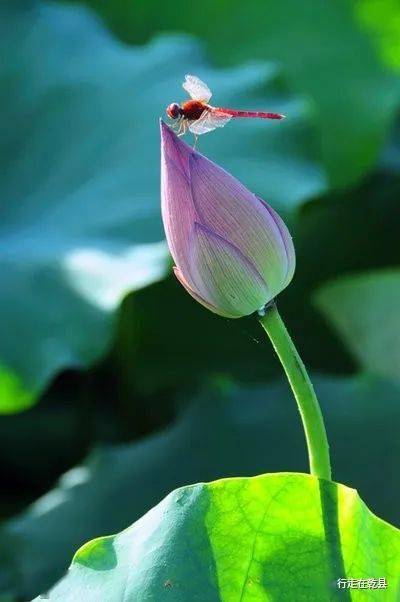 轻粉朱唇,淡然一笑,惹来群蝶舞.蜜蜂吻,黄蕊甜心,巧嘴香盗暗渡.