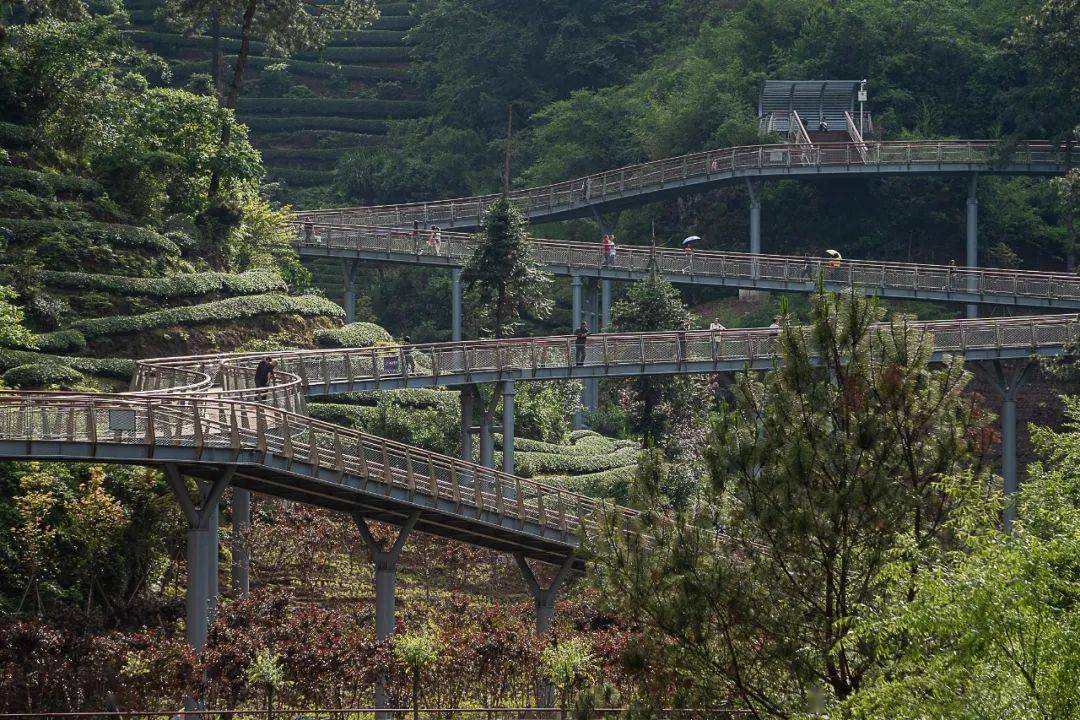 游在闽北武夷山首条悬空钢架森林栈道向市民开放散步休闲的好去处