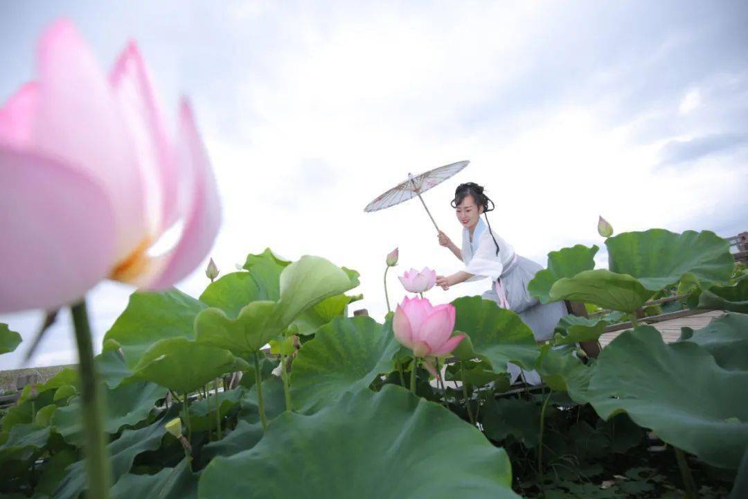 "荷塘入夏,荷影如画" | 澄江悦莲庄园第六届荷花节6月12日盛情开幕!