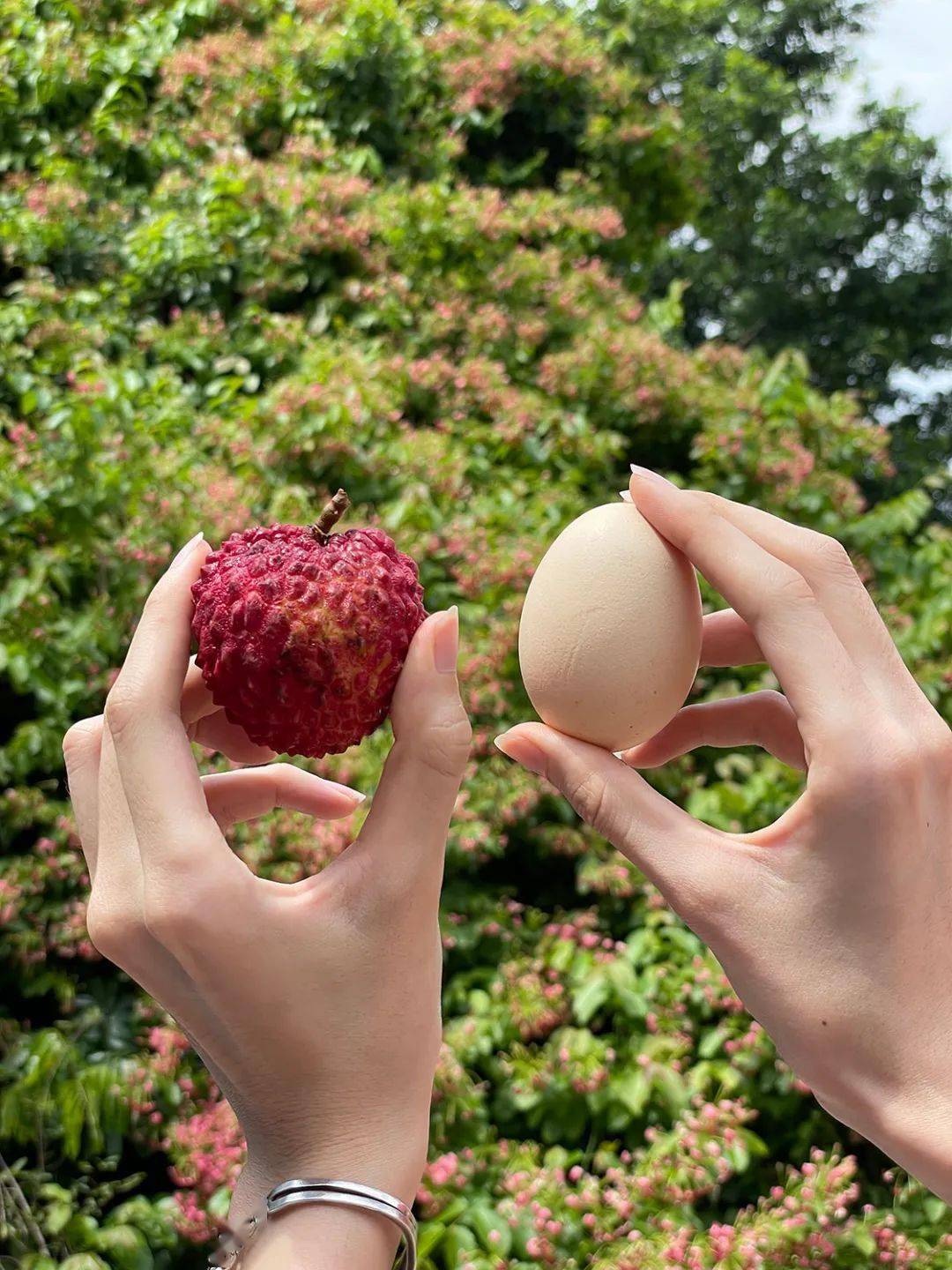 横沥人48元任摘任吃荔枝这个荔枝岛包你吃到饱