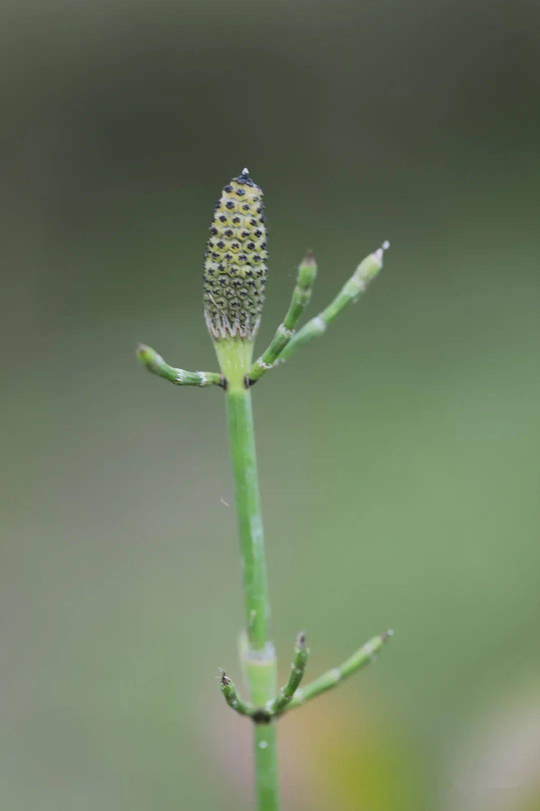 節節草筆管草木賊