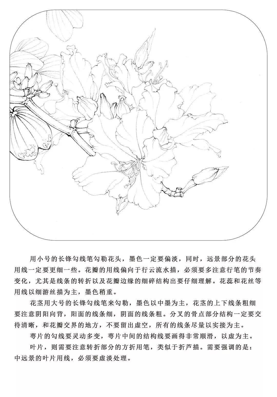 紫荆花图片手绘图(紫荆花图片简笔画手绘)