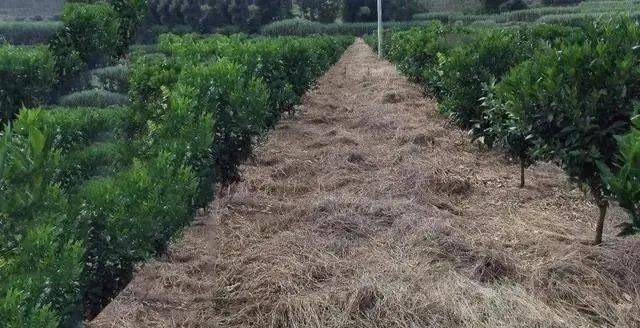 玉米除草剂视频_玉米专用除草剂_玉米除草剂除草原理