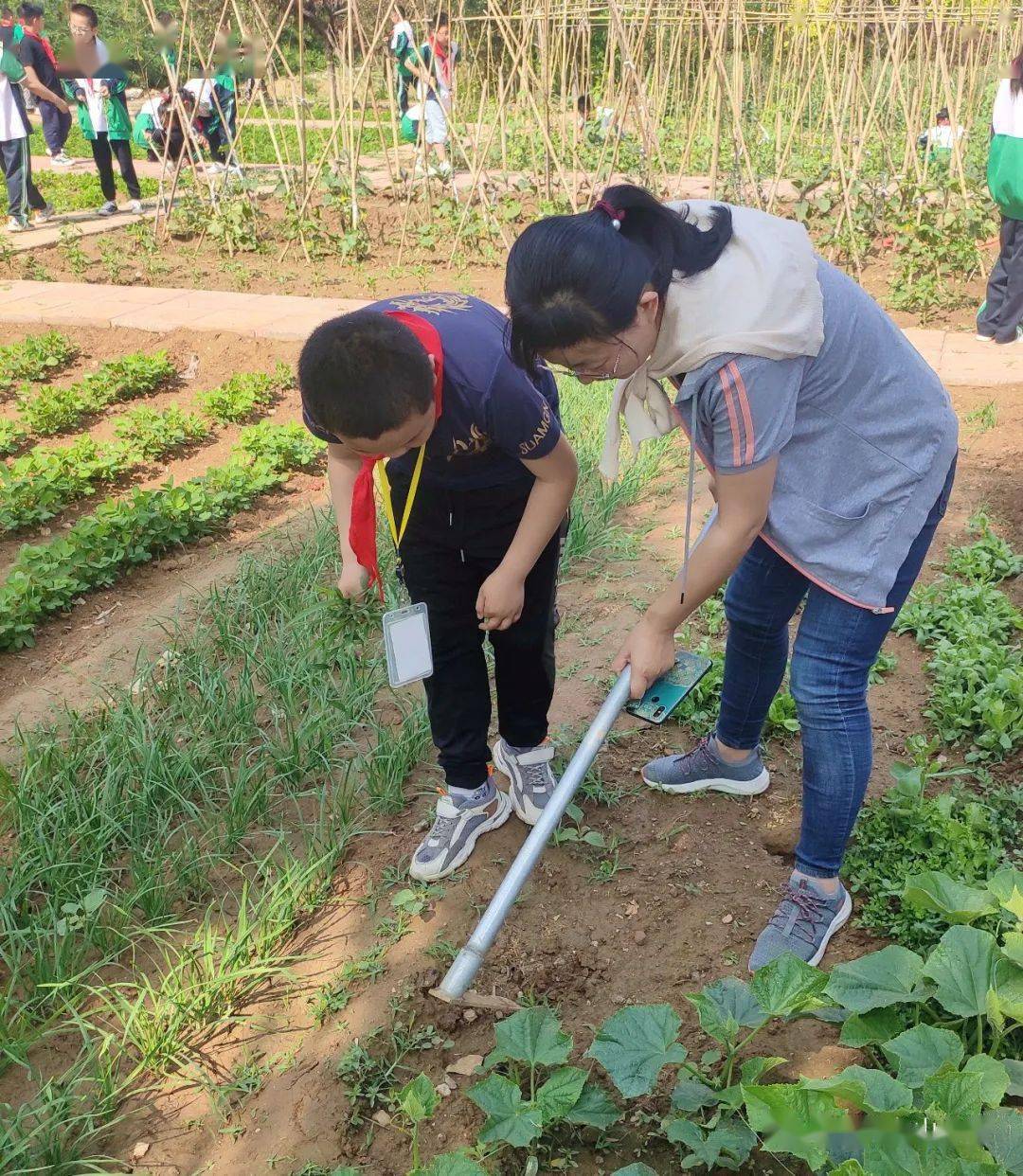 【龙小|劳动】走进种植基地 体验劳动快乐——肥城市龙山小学开展综合