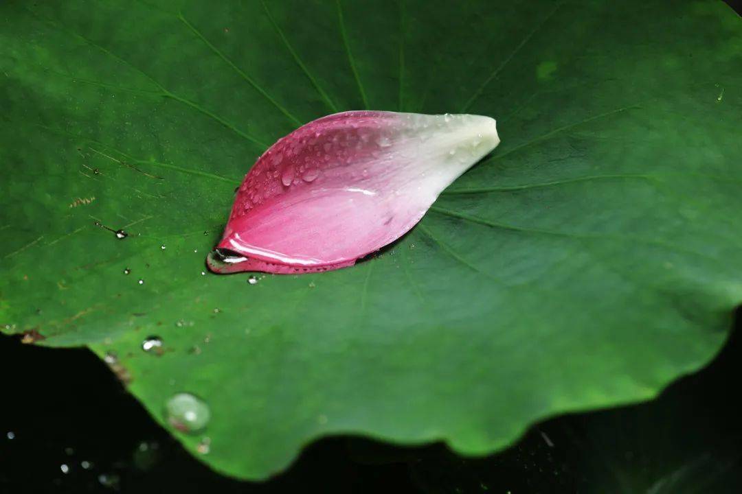 點溪荷葉,天氣日初長,雨夜微涼