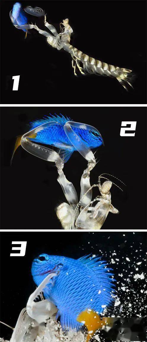 长矛皮皮虾和大锤皮皮虾