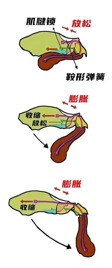 螳螂虾结构图图片