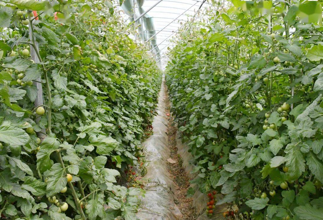 柏树乡:瓜果蔬菜基地里"长出"红火日子_种植