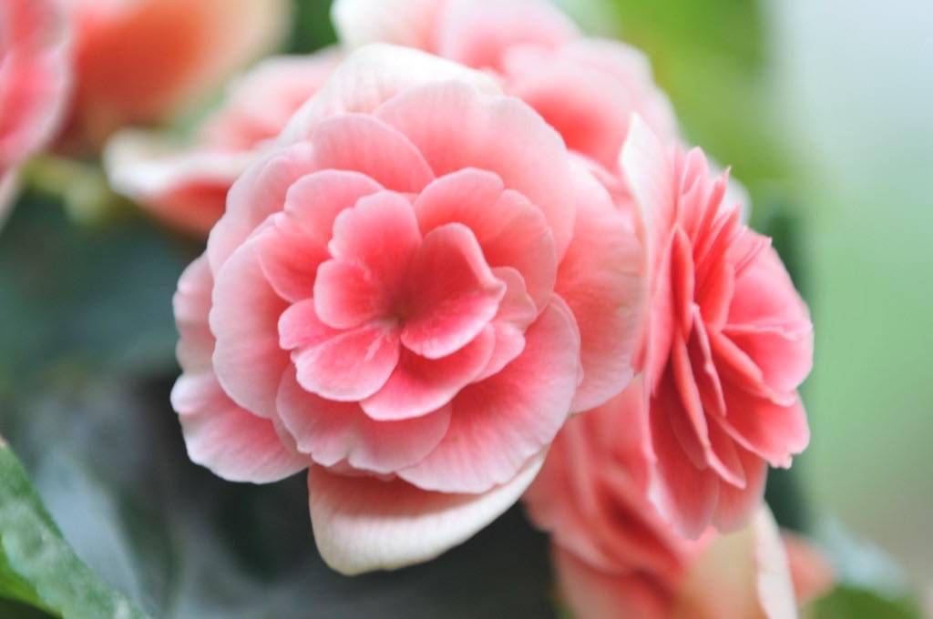 丽格海棠如何度夏记住一点秋天很健壮花开爆盆