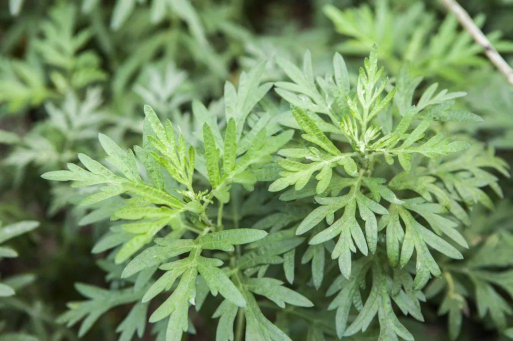 端午至这种养生草又到了最好用的时候了
