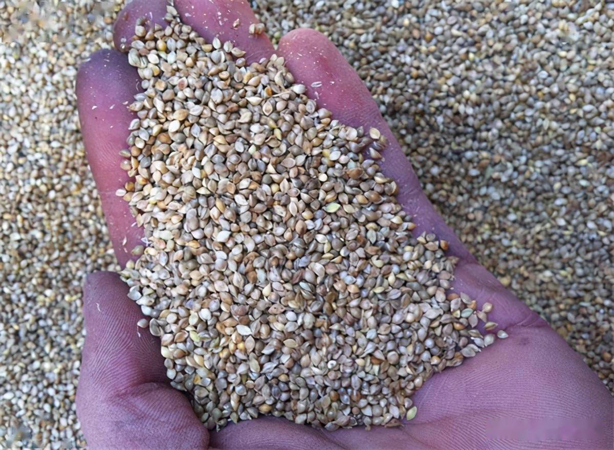 稗草的用途很多,种子可当杂粮,也可用来酿酒,根茎可入药,过去很多农民