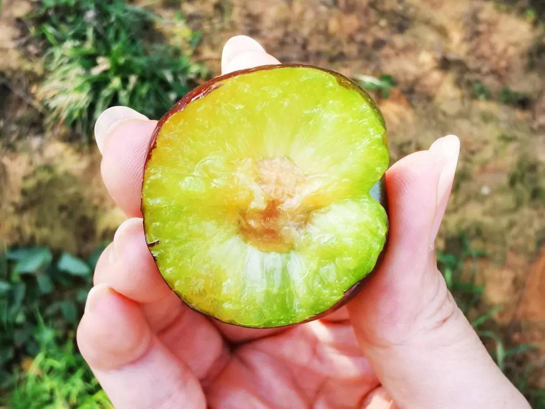 创建天府旅游名县 | 五月脆李嘎嘣甜心_李子