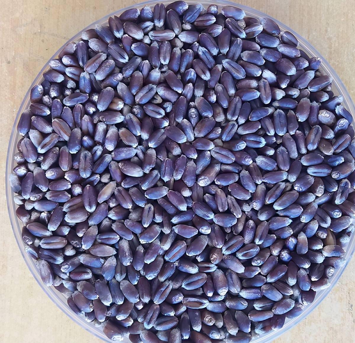 老百姓眼中的"黑小麦",实际上是籽粒外观呈紫黑色的紫小麦,学名叫"济