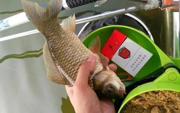 夏天用什么饵料钓鱼比较好 c5970632feb042bdb7bf27f2a323cfda.jpeg