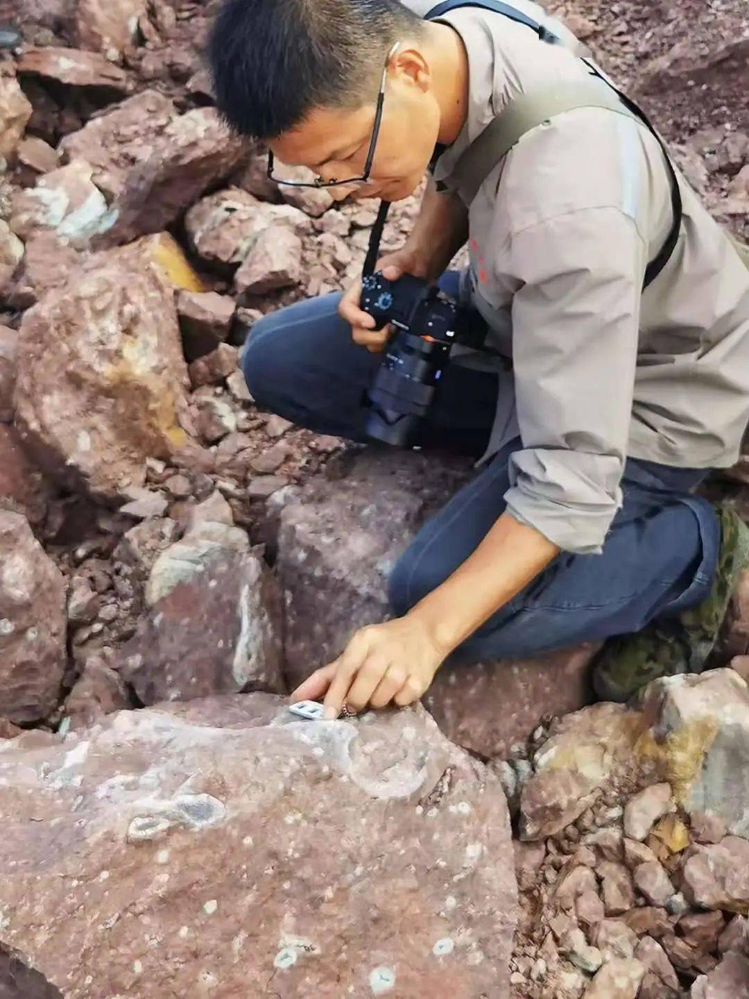 重大发现!广西地质专家现场考察确认东兴首次发现侏罗纪恐龙化石