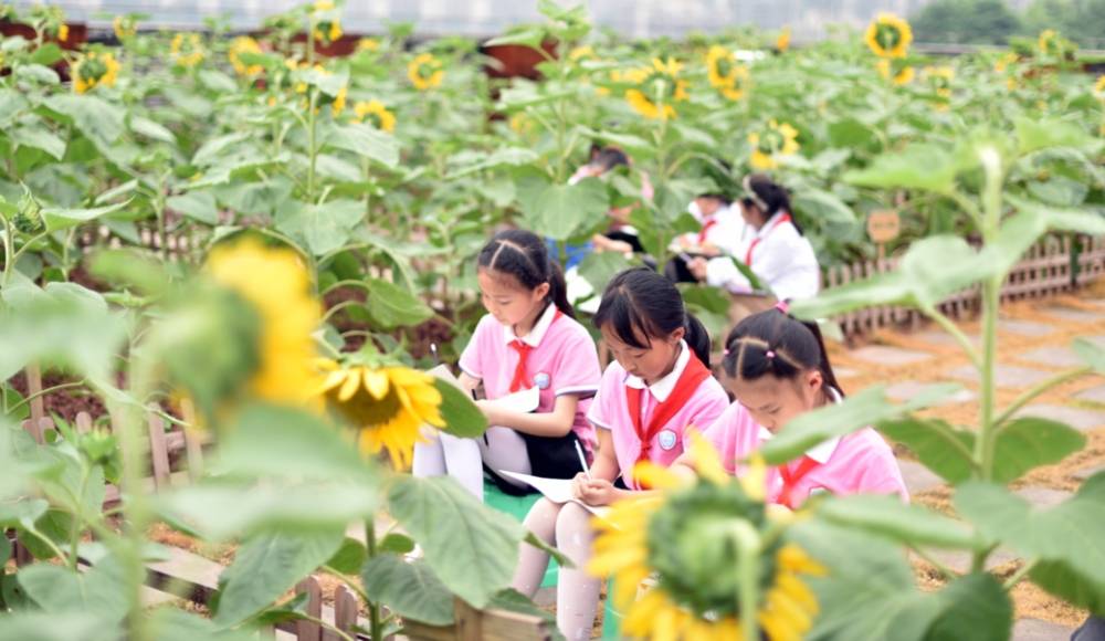 两江新区一学校楼顶种了14000余株向日葵