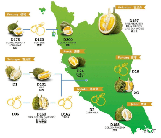 榴莲的生长全过程太神奇了真没见过