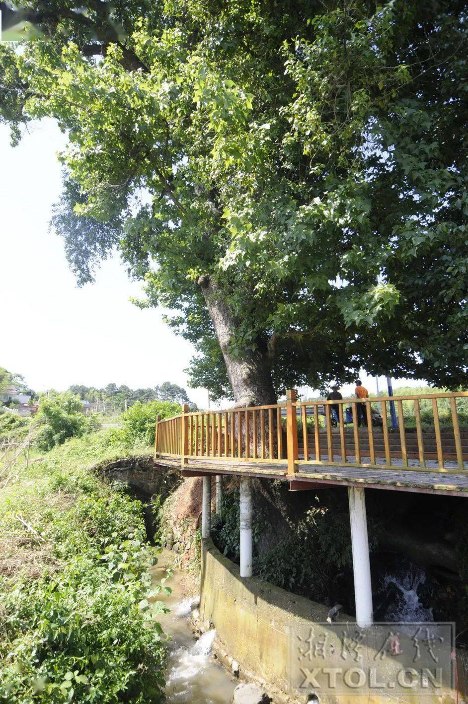 6月15日,湘潭日报社全媒体记者驱车来了柏棠村,在一条被当地人称为唐