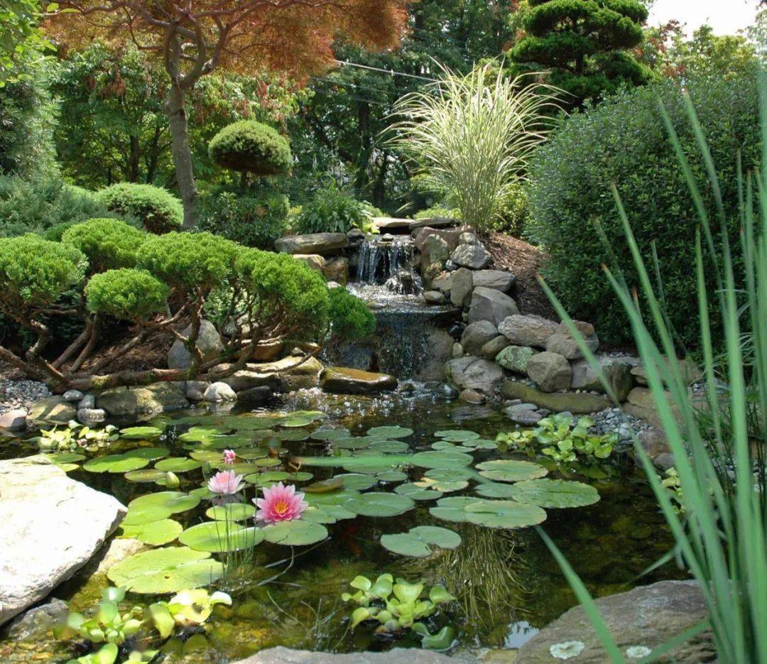 庭院的一汪水,消解心头的暑意_汪静水