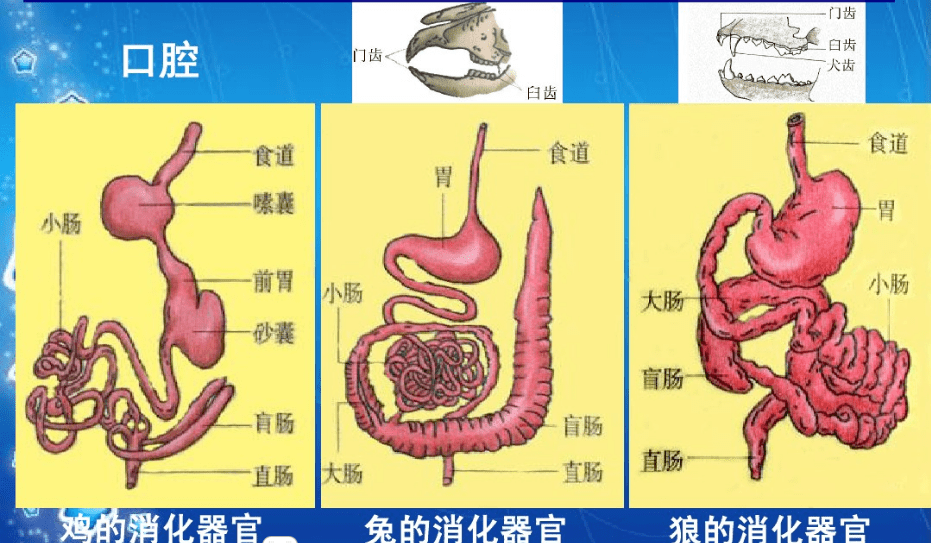 羊消化系统结构简图图片